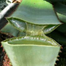Aloë vera gel