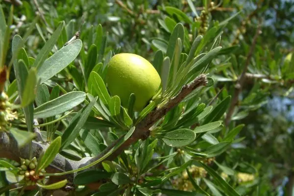 Arganolie koudgeperst natuurzuiver