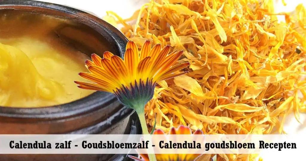 Calendula zalf Goudsbloemzalf Calendula goudsbloem Recepten