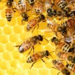 honing bijen