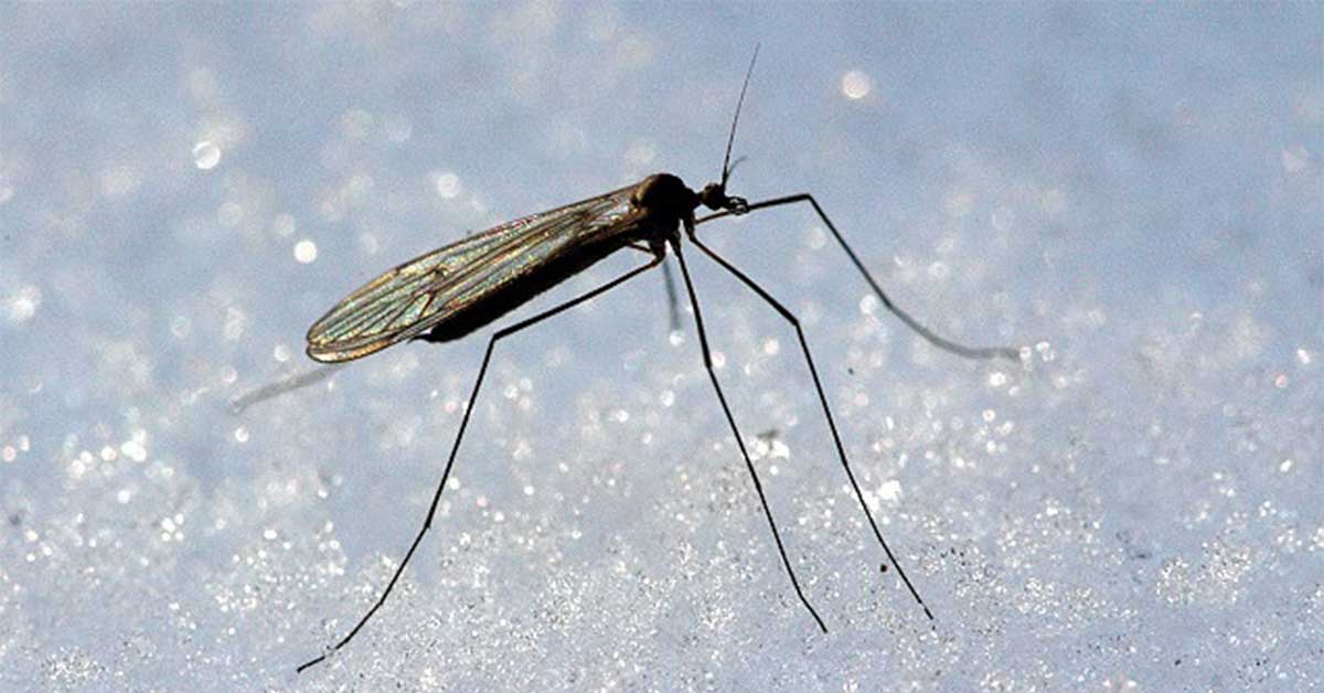 Anti-muggenmix, muggen weren met essentiële oliën
