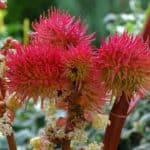 wonderboom wonderolie